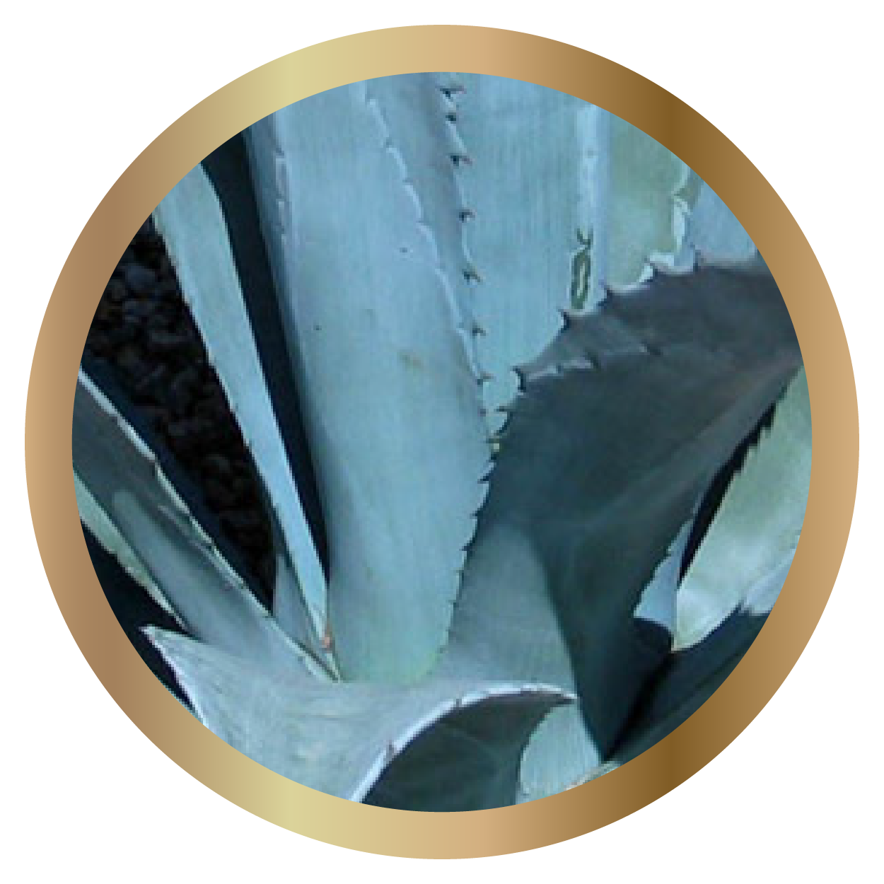 Inulin (from Blue Agave)