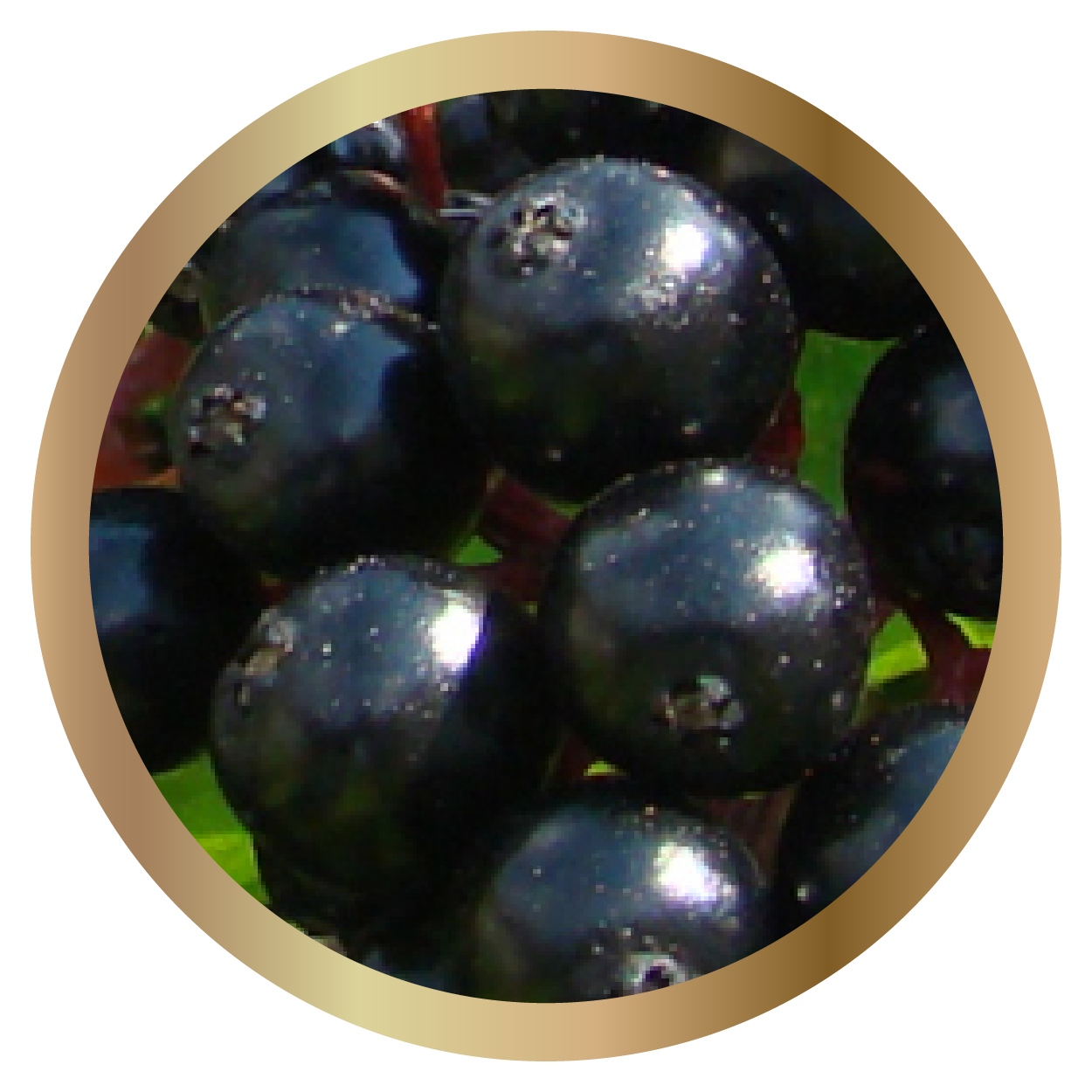 Organic Elderberry