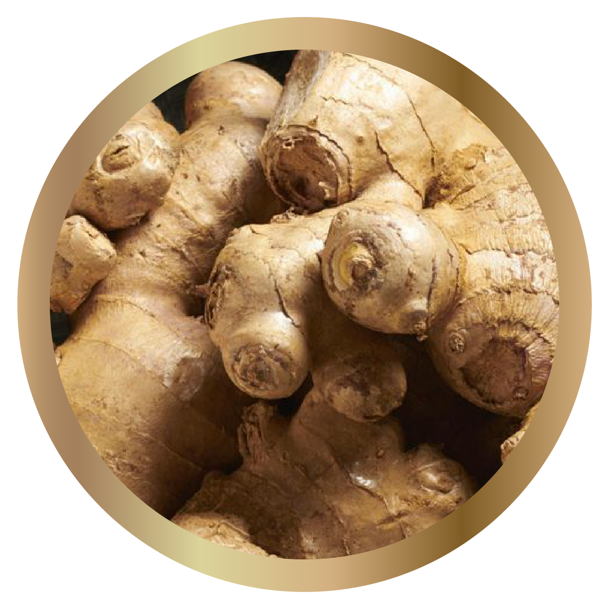 Ginger Root