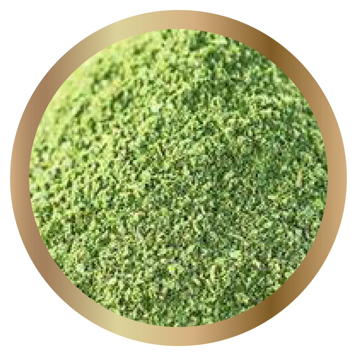 Organic Moringa