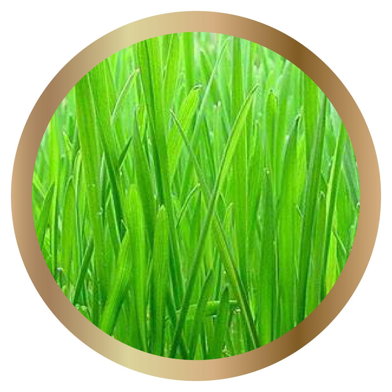 Organic Wheatgrass