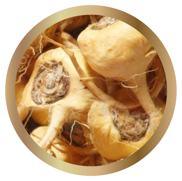 Maca Root