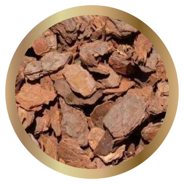 Pine Bark Extract (<i>Pinus pinaster</i>)