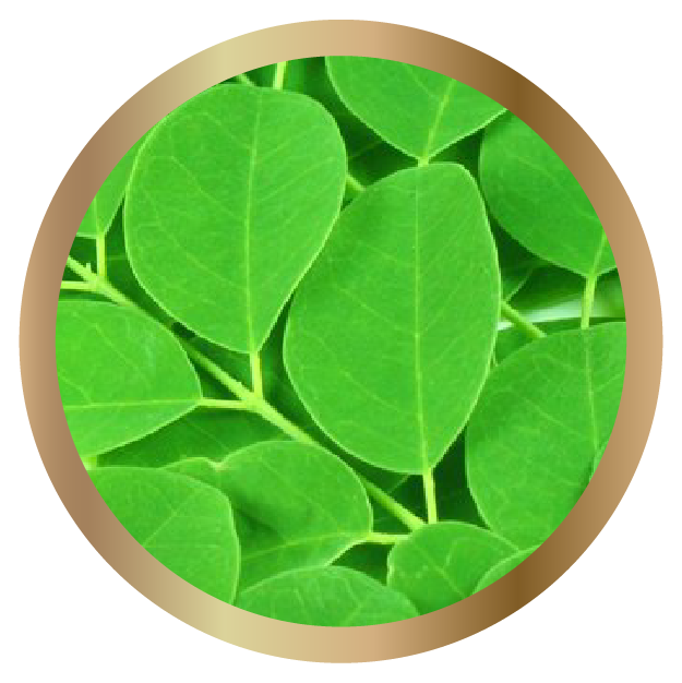 Organic Moringa