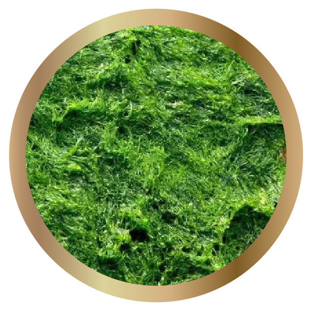 Organic Spirulina